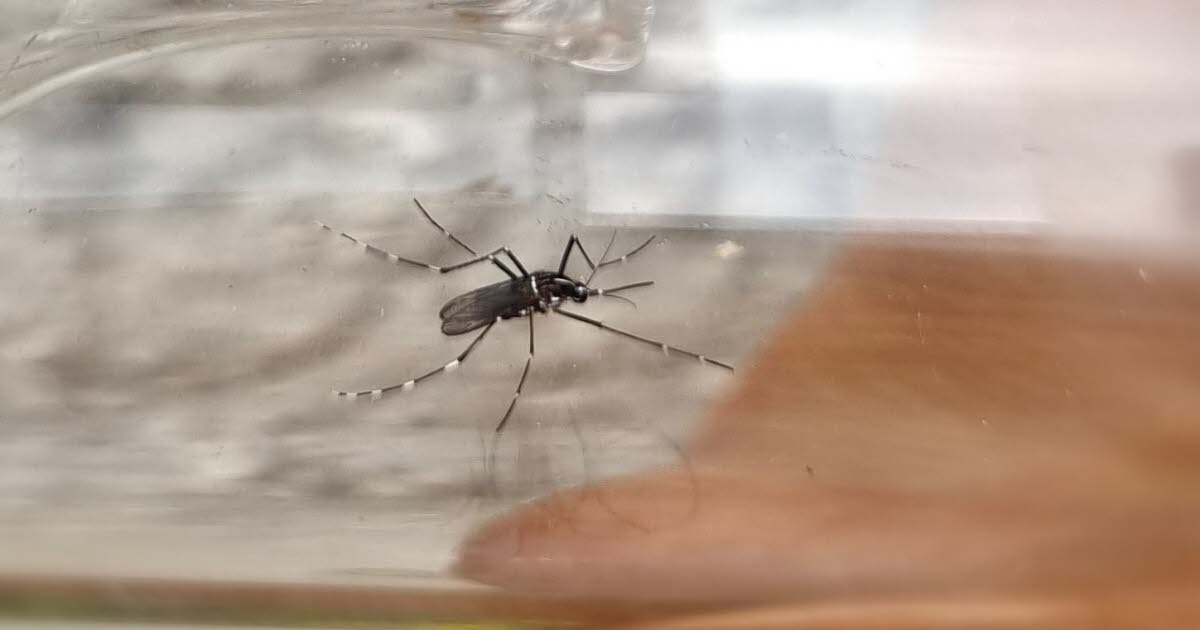 Health. Two indigenous cases and 45 imported cases of chikungunya in the Grand Est region since May 1