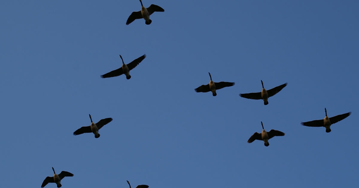 Sağlık. Kuş gribi: Alsas'ta çok sayıda ölü kuş bulundu