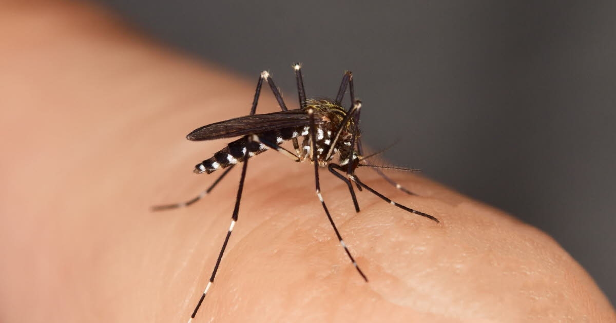 Zdrowie. Chikungunya: Pierwszy przypadek tubylczy wykryty we Francji metropolitalnej