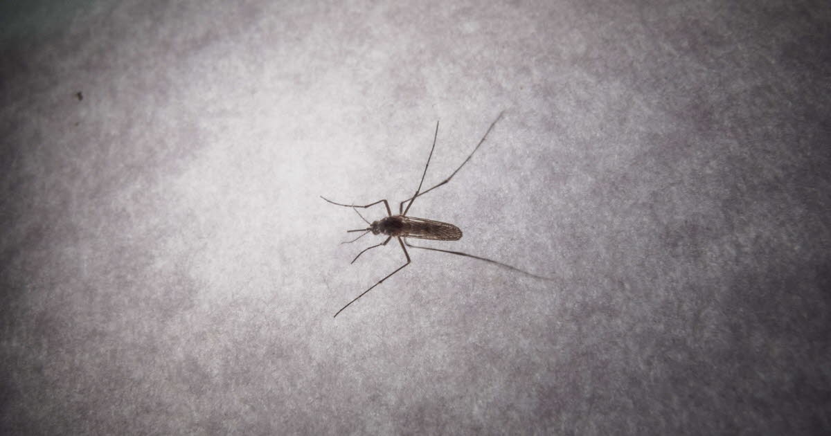 Health. Chikungunya: 12 transmission hotspots identified in mainland France, 31 cases in total