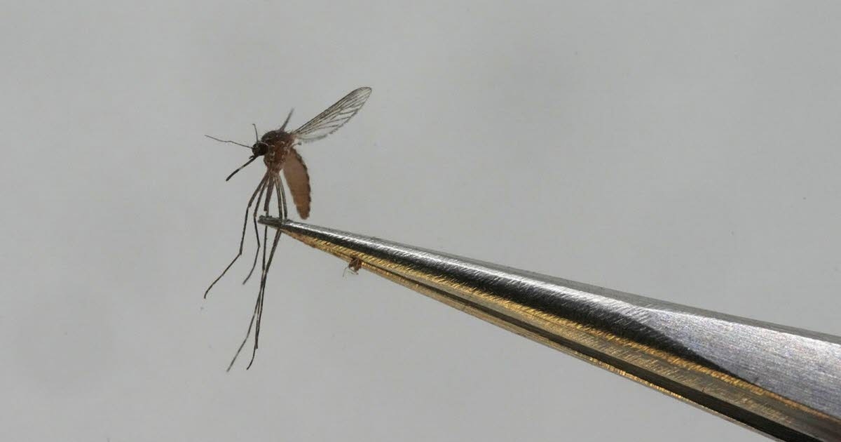 Global warming. Dengue and chikungunya, soon to be commonplace diseases in Europe?