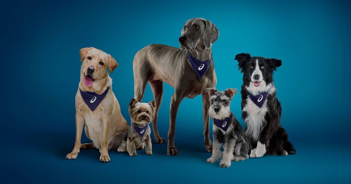 Sieben von zehn Hundebesitzern geben an, dass ihre Haustiere ihre Hauptmotivation für Bewegung sind