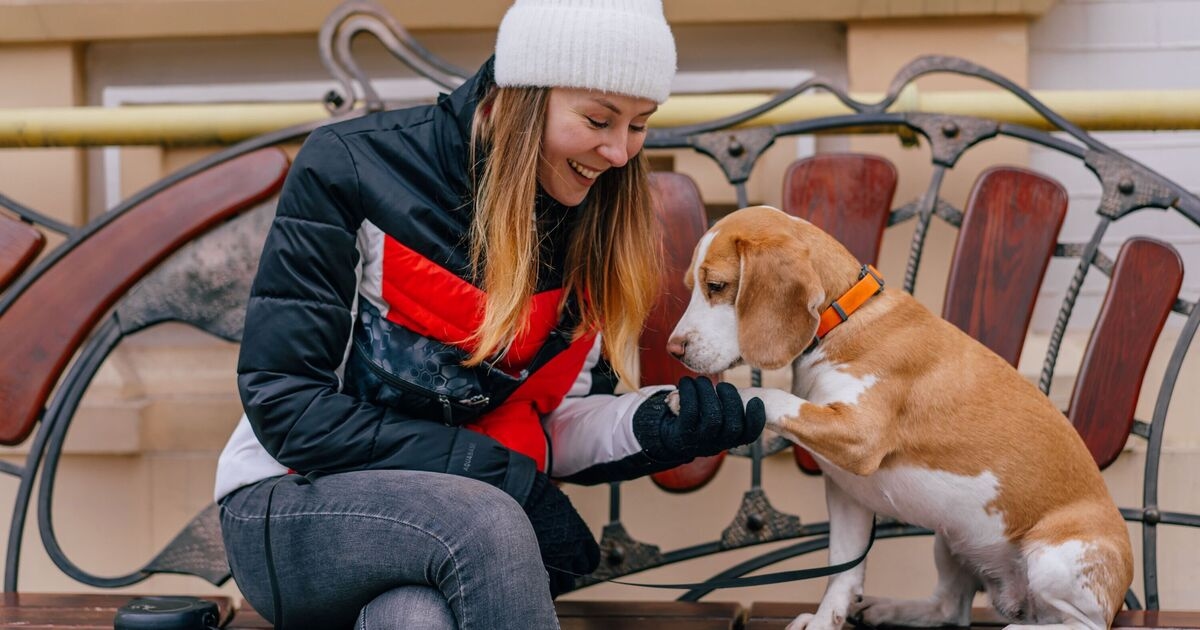 Il tuo cane sta dicendo qualcosa di specifico se ti tocca con la zampa