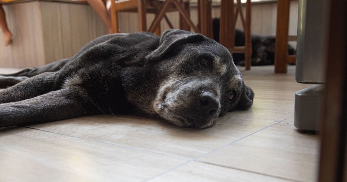 Tierarzt enthüllt die neun Warnzeichen, dass Ihr Hund Schmerzen hat