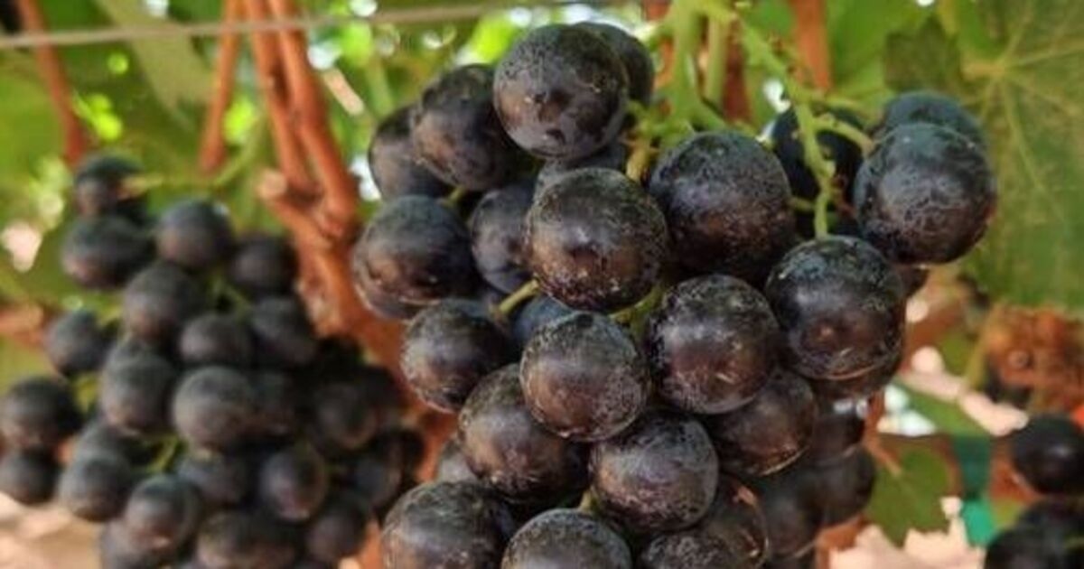 Dietitian says 'superfruit' new to UK 'supports weight loss'