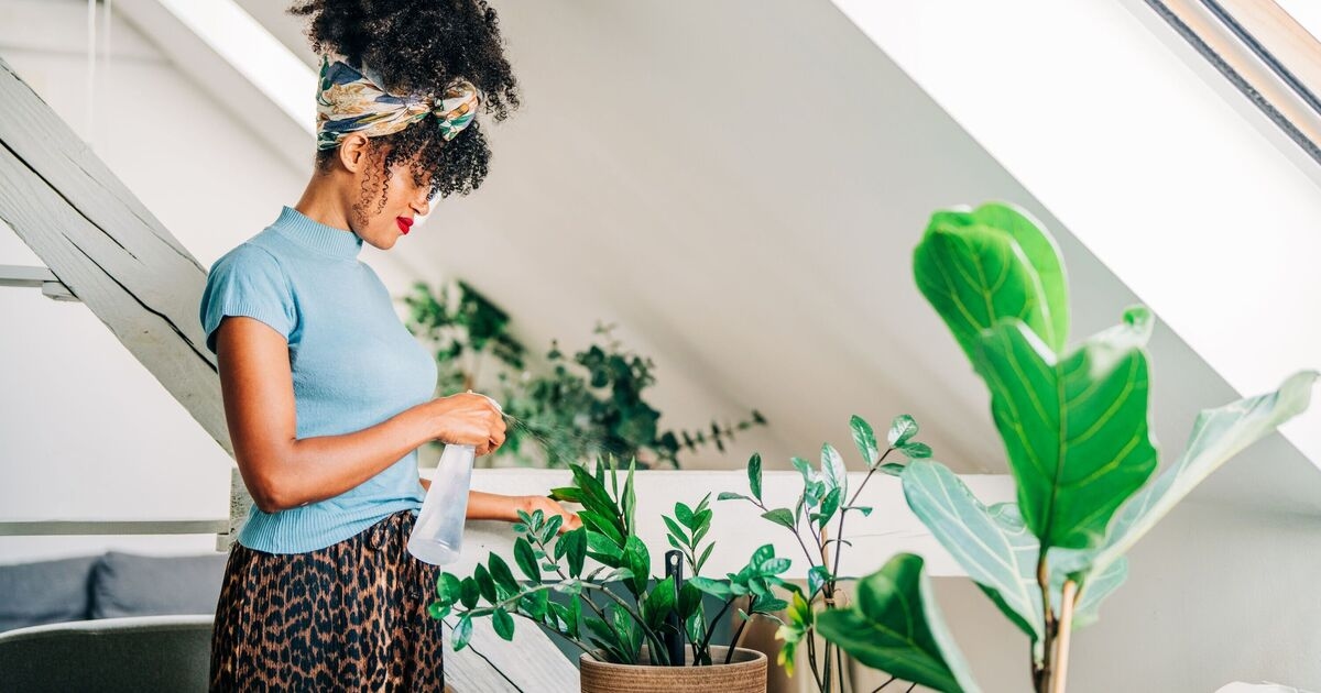 Un experto revela las cinco plantas que todo hogar debería tener para mejorar el bienestar.