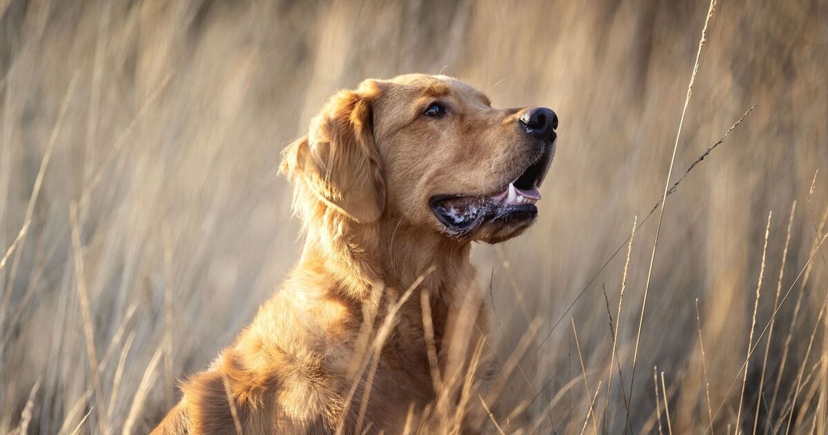 El veterinario recomienda actuar de inmediato si nota estas siete señales