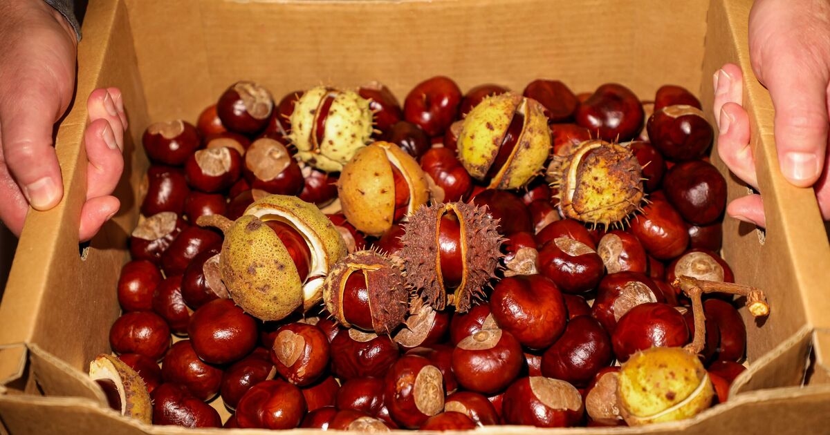 Un veterinario advierte sobre los peligros de la fruta común de otoño para perros y gatos.