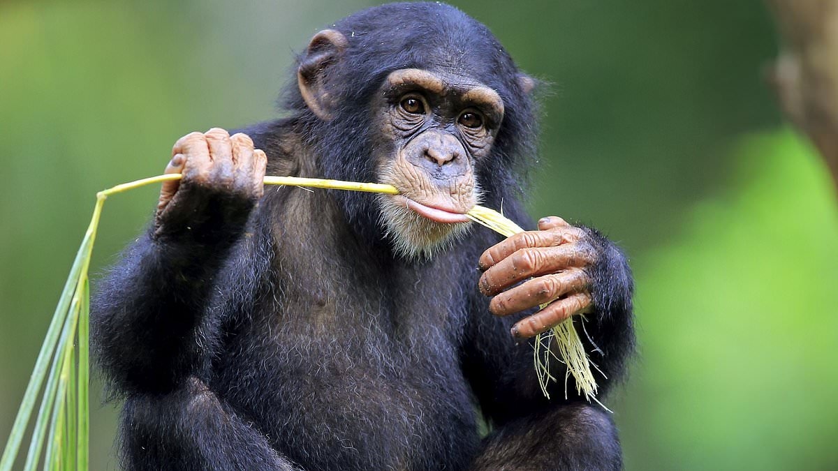 Tratamentos médicos cruciais para humanos descobertos por animais: da cura para uma doença estomacal de chimpanzé ao alívio da dor de ursos!