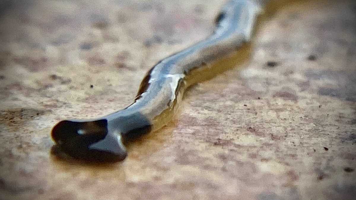 Gusanos "demoníacos" carnívoros que podrían irritar la piel humana invaden importante ciudad de EE.UU.
