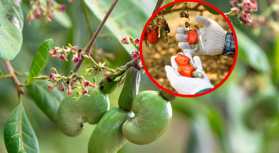 Dies ist die giftigste Pflanze der Welt. Polen essen sie handvollweise als ihren Lieblingssnack