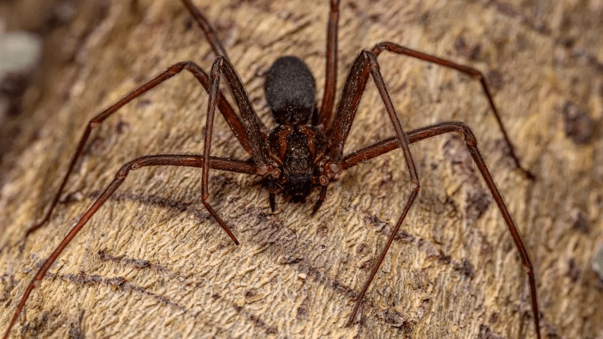 Araña violinista en Yucatán: Tres plantas ideales para ahuyentarla de tu casa