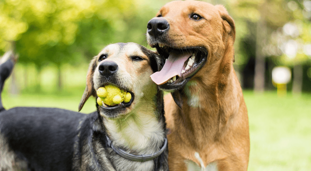 Köpekler Parkinson hastalığını tespit edebiliyor, araştırma gösteriyor