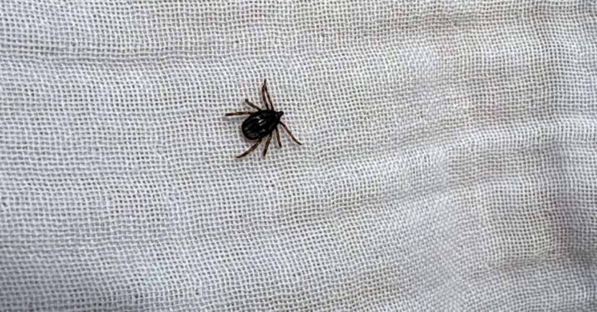 Rośnie liczba zgonów spowodowanych kleszczami
