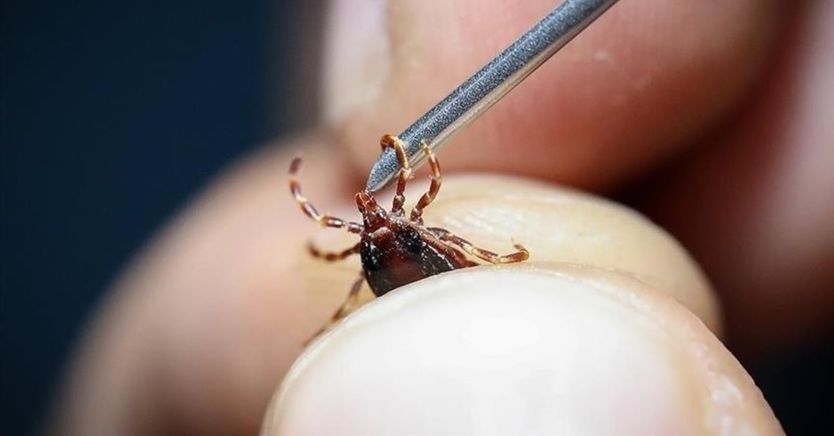 « Les études de phase 2 du vaccin CCHF seront menées à Sivas »