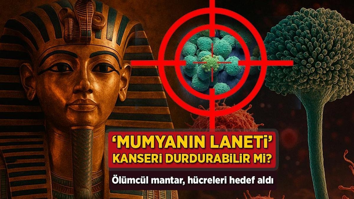 Kan de 'vloek van de mummie' kanker stoppen? Dodelijke schimmel valt cellen aan
