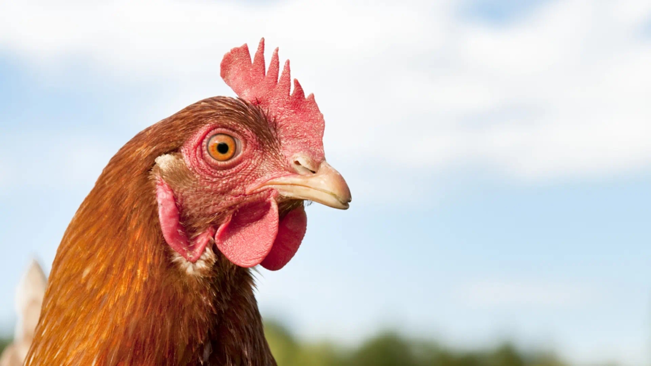 Avian flu is back to stay: "Spain is on the migratory routes. We can expect new cases every fall and winter."