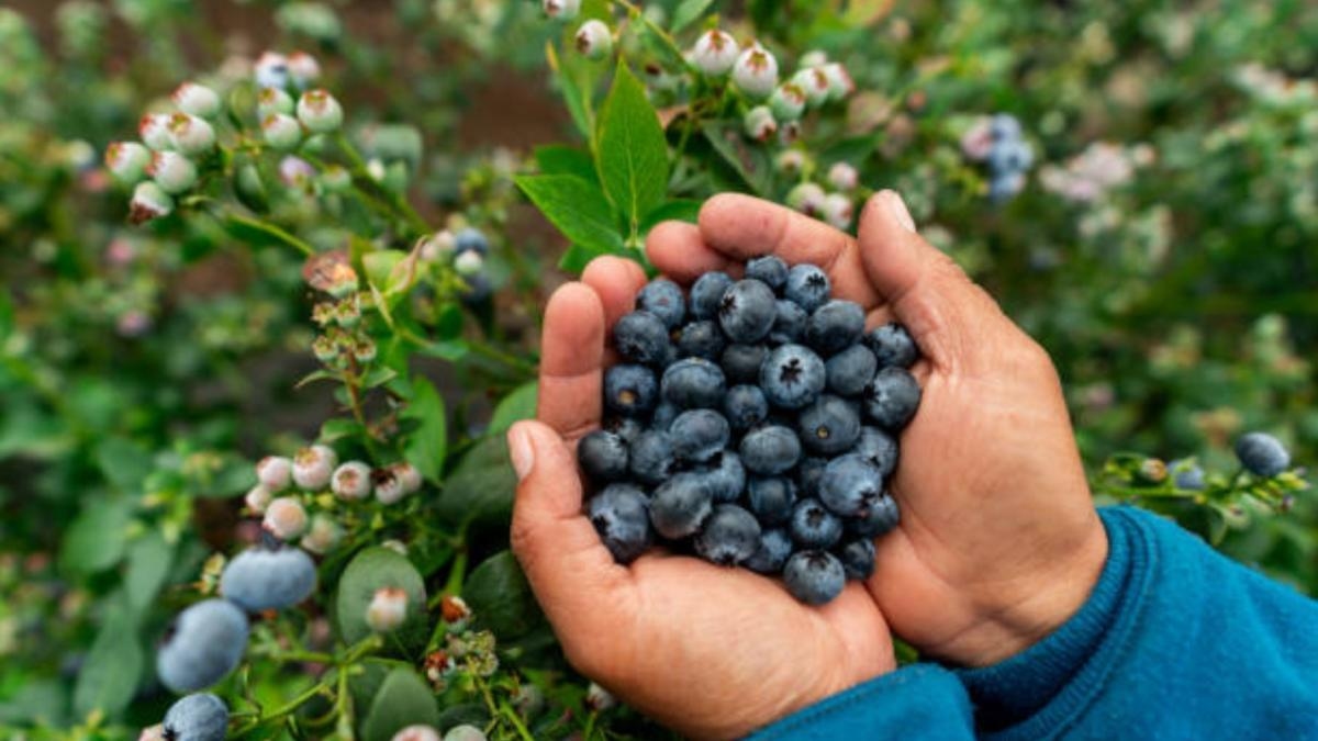Das Geheimnis der Blaubeeren: Die Frucht, die laut einem kalifornischen Kardiologen hilft, den Blutdruck zu senken