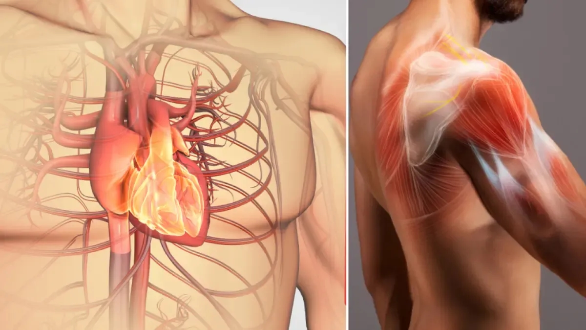 Uit een nieuw onderzoek blijkt dat het vet dat zich ophoopt tussen de spieren een nieuwe stille vijand kan zijn voor de gezondheid van het hart- en vaatstelsel.