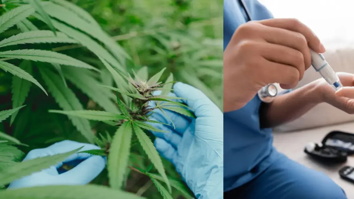 O uso de cannabis aumenta o risco de diabetes? Veja o que a ciência mais recente diz.