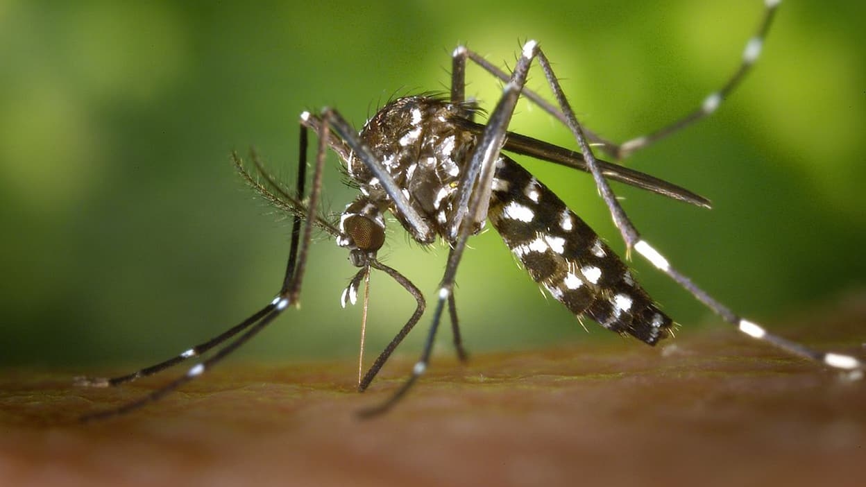 „Jedes Ausbreitungsrisiko begrenzen“: Erster einheimischer Chikungunya-Fall auf dem französischen Festland im Jahr 2025 festgestellt