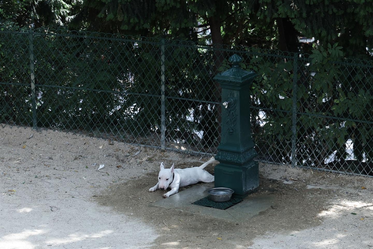 Heatwave: The (not so) silly questions you're asking yourself