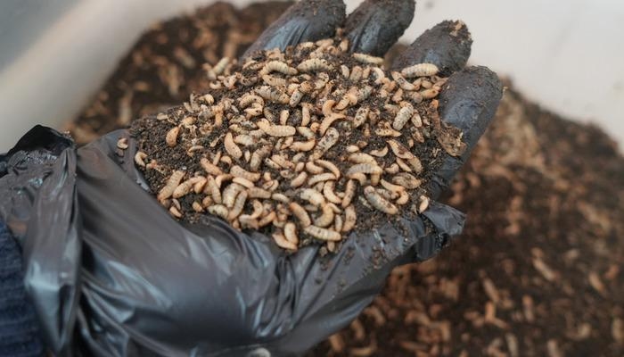 Er ist ein Aasfresser aus der Natur … Die Schwarze Soldatenfliege recycelt organische Abfälle, indem sie sie frisst: „Es gibt nichts, was sie nicht essen können“