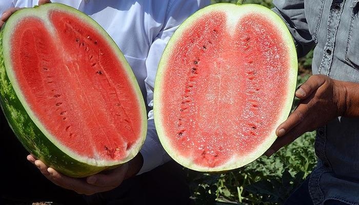 Ukryta twarz arbuza: Może być słodki i niebezpieczny! Jeśli źle jesz arbuza, uważaj: Ci pacjenci powinni spożywać go ostrożnie