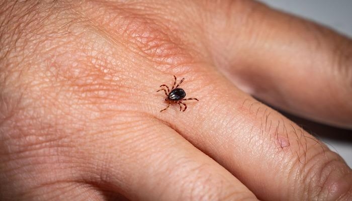"The tick risk is higher in rural areas than in cities," warns an expert.