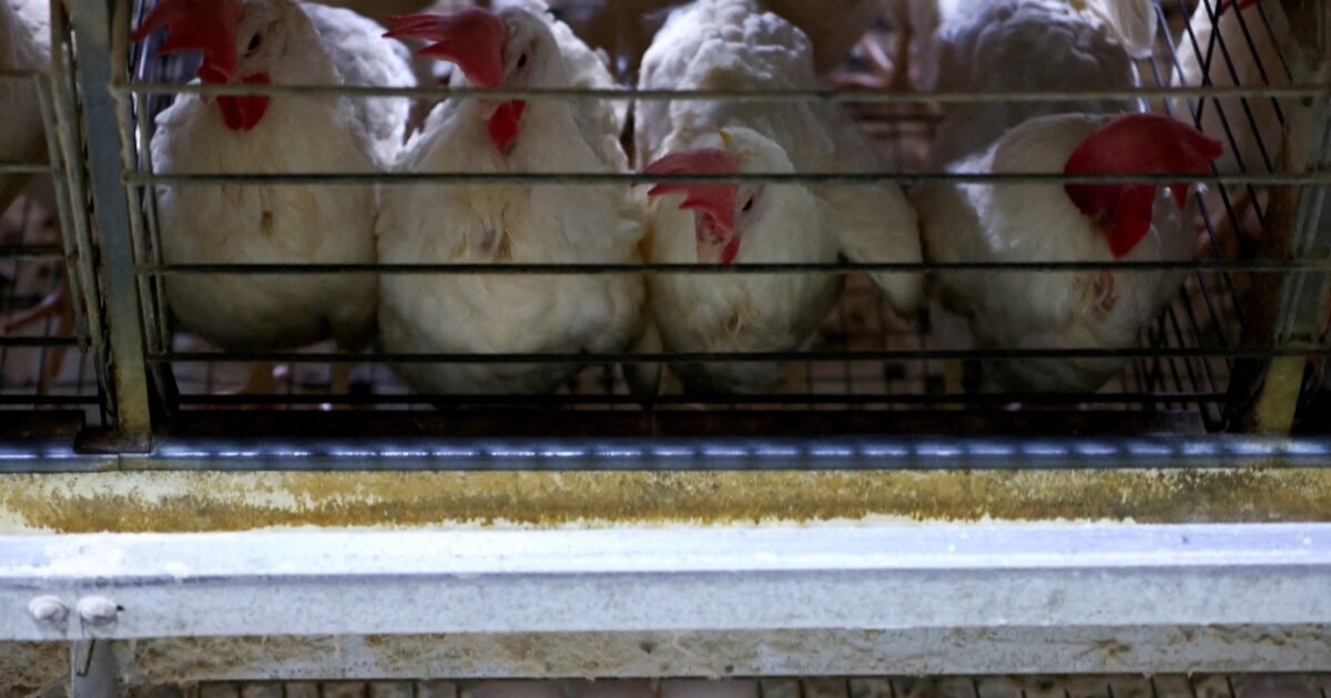 Bird Flu: USP Identifies First Cases in Ibirapuera Park