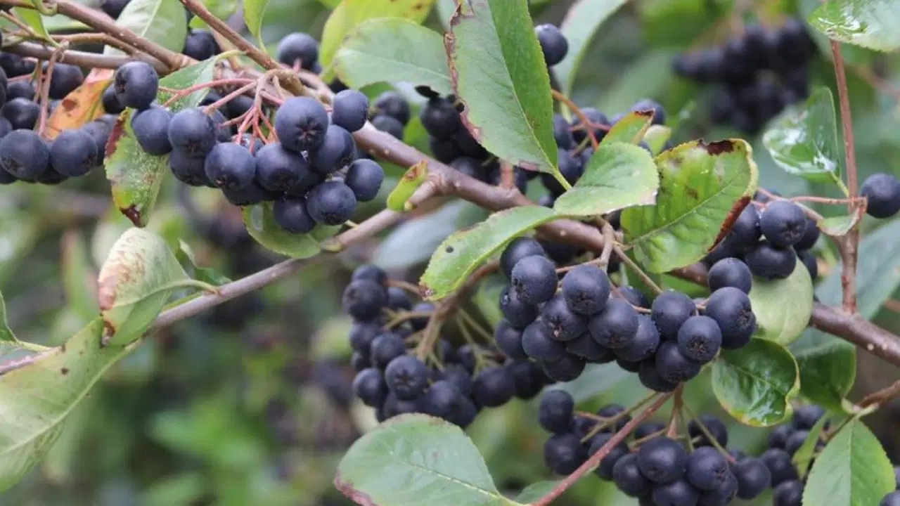 Stwierdzono, że aronia równoważy poziom cukru we krwi