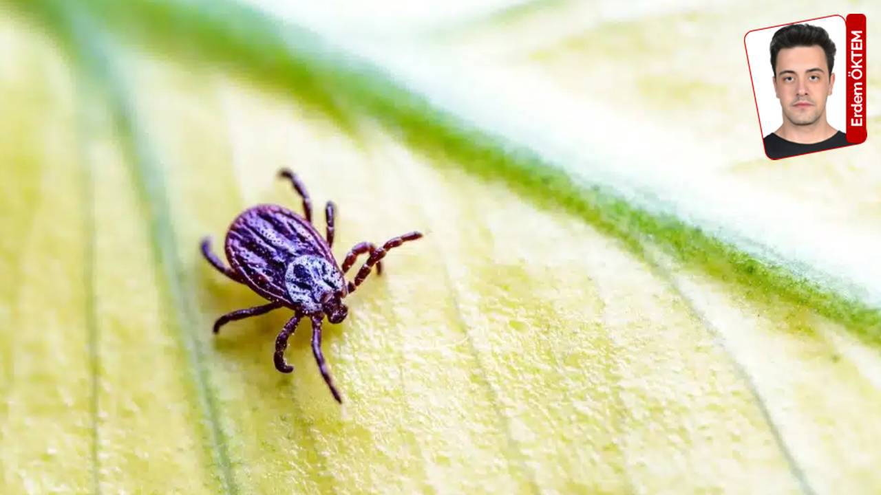 O número de casos de CCHF está aumentando: cuidado com os carrapatos