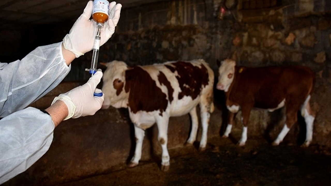 Krise auf dem Feld, Schweigen am Tisch: Die Maul- und Klauenseuche breitet sich aus!