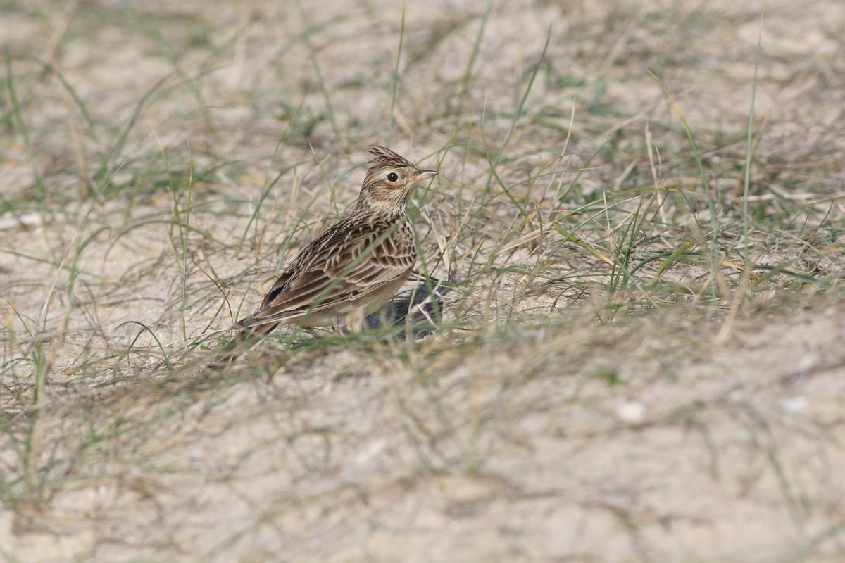 Animals have talent: “Being in contact with birds lowers our levels of cortisol, the stress hormone”