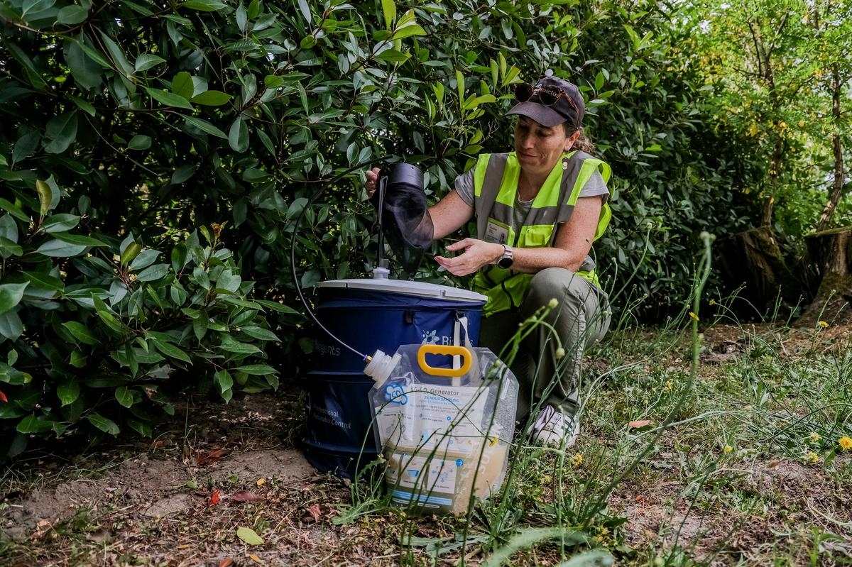 Nouvelle-Aquitaine: Indigenous dengue and chikungunya are making their way into the region: "These outbreaks were predictable"