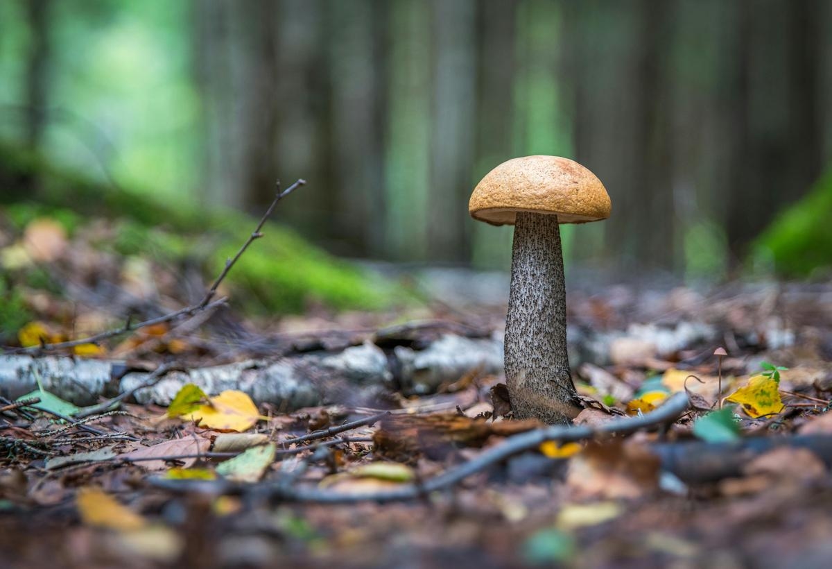 Zbieranie grzybów: złote zasady, jak uniknąć zatrucia
