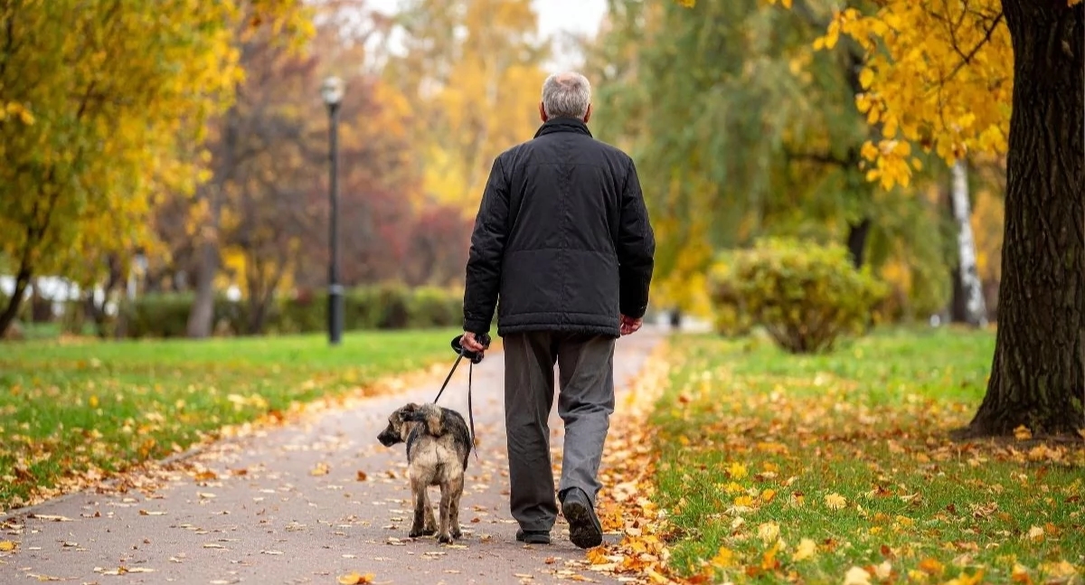 Wandelen versus Alzheimer: ze berekenden hoeveel stappen de progressie van de ziekte kunnen vertragen