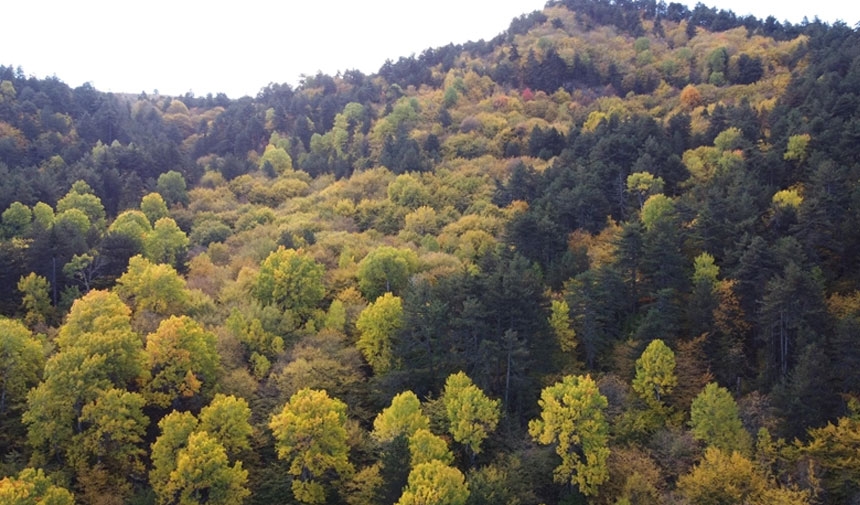 Está prohibida la entrada a los bosques de Şırnak.