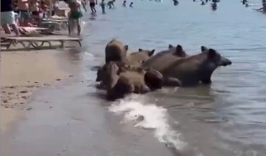 Los cerdos tampoco soportaban el calor.
