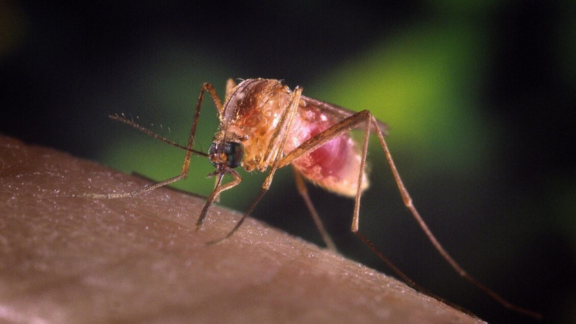 West-Nijlvirus: eerste geval in de Aostavallei