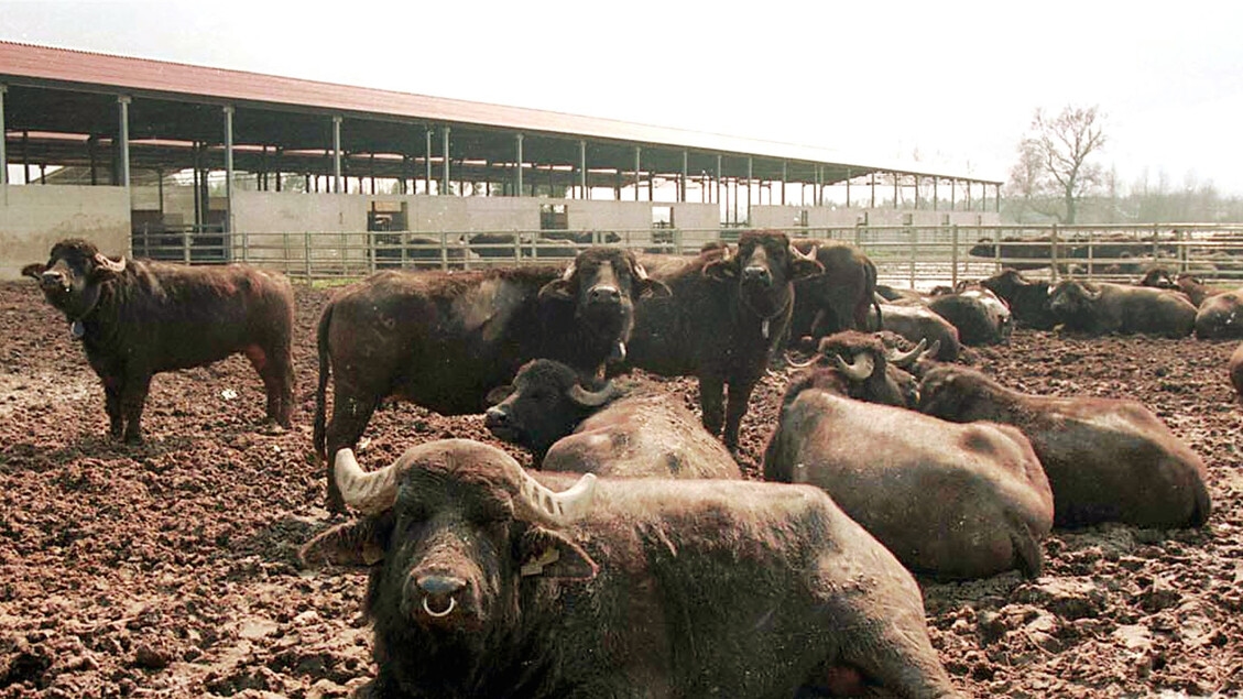 Gemmato, in Caserta brucellosis from 9.6 to 2.7% in one year