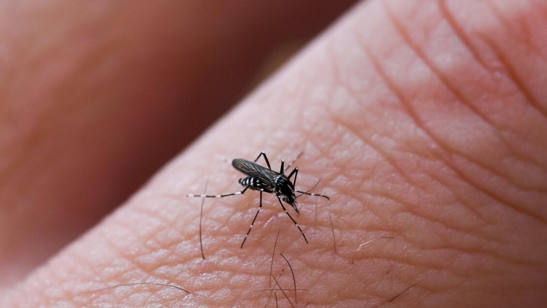 Zwei neue Fälle von Chikungunya in Carpi; älterem Ehepaar geht es gut.
