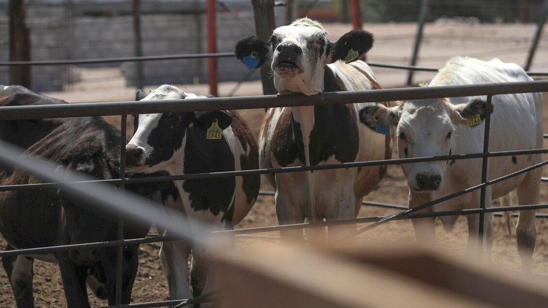 Rohmilch, Zusammenhang mit neuen Richtlinien wird begrüßt