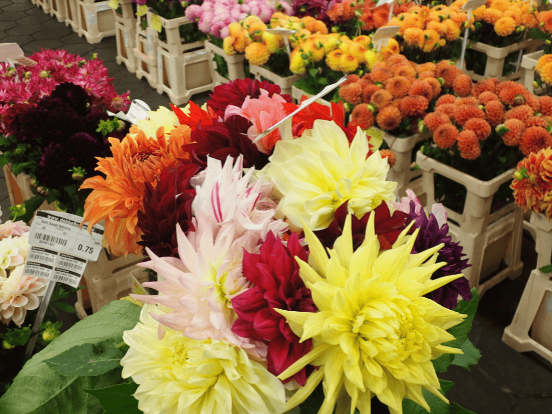 Não diga isso com flores tóxicas no Dia das Mães, dizem os ativistas