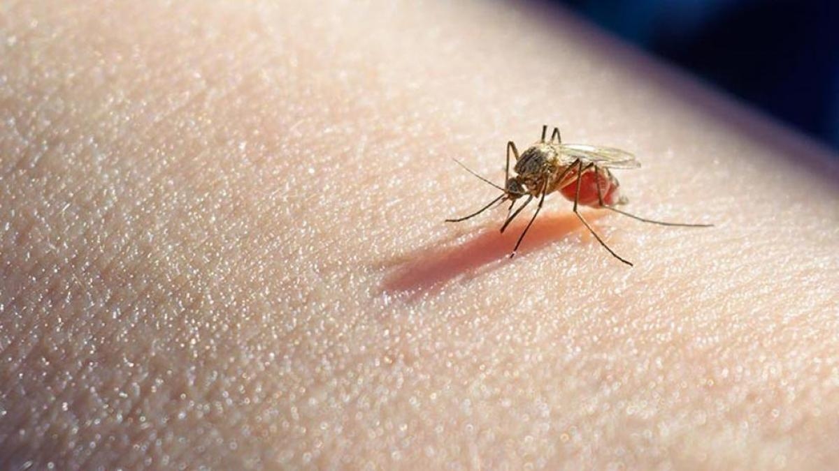 Malaria: czym jest i jak zapobiegać tej chorobie i ją leczyć