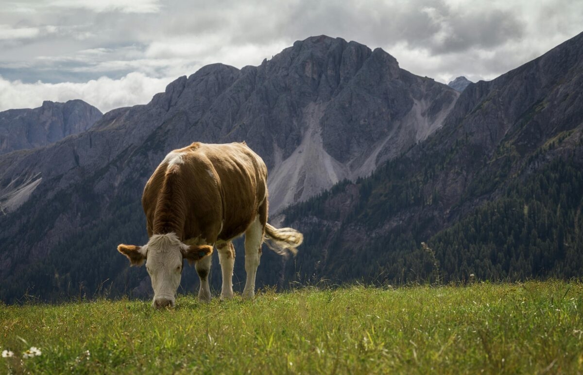 A second outbreak of lumpy skin disease confirmed in Ain, the animals were slaughtered