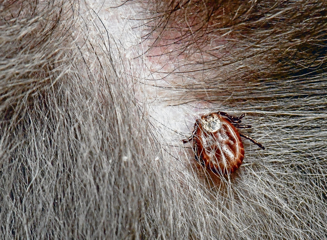 Infecciones | Garrapatas en el Alto Palatinado: foco de TBE bajo la lupa