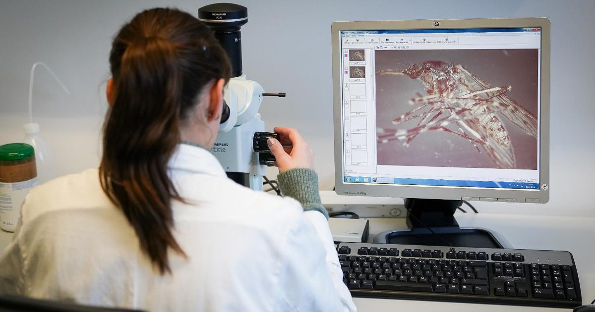 Chikungunya: Nedir ve nasıl ortaya çıkar? "Kıvranan hastalık".