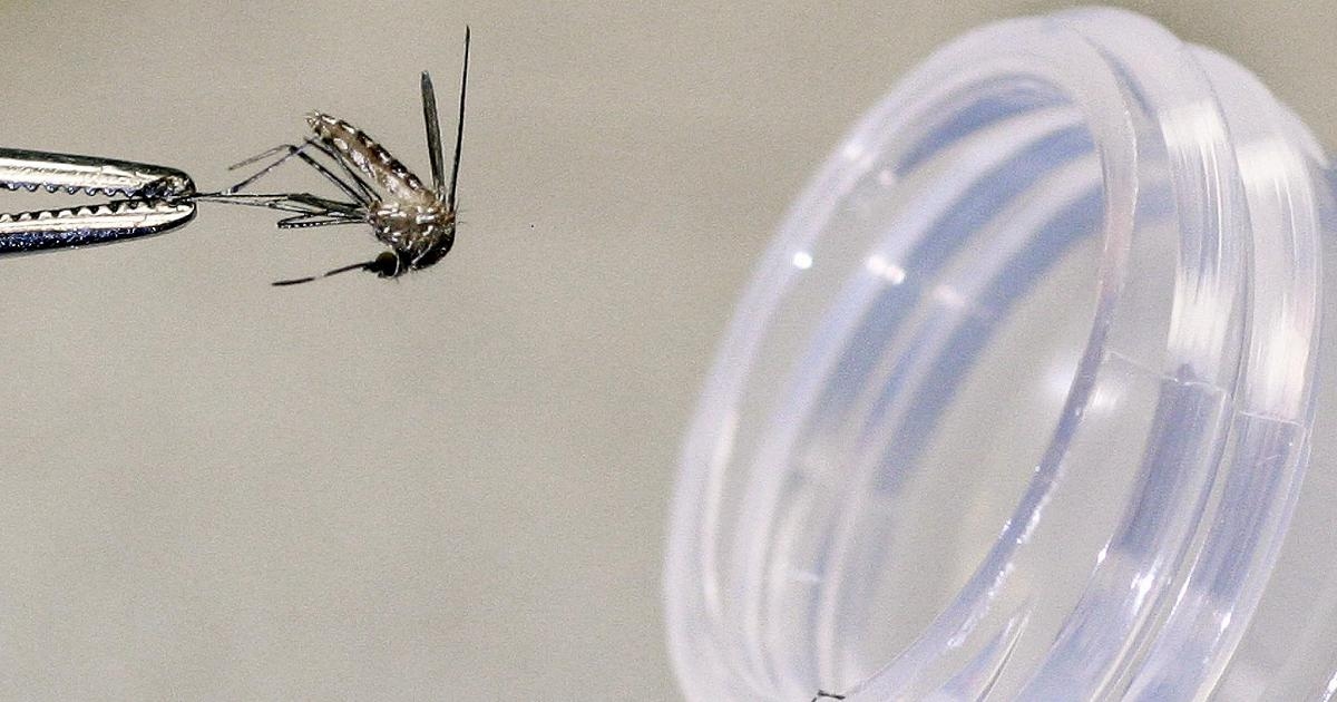 West-Nil-Virus-Fälle in Latium, Piemont, Emilia und Venetien: „Das Virus zirkuliert.“