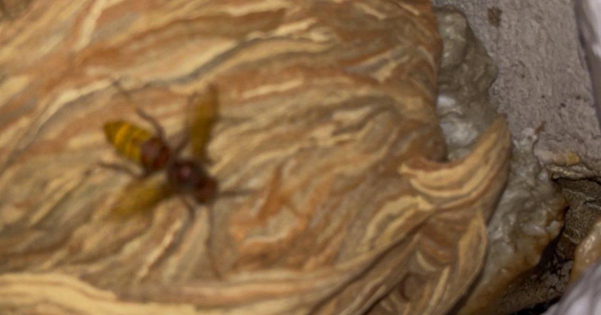Roma'da Avrupa eşek arısı, yenidoğanın odasında rekor bir yuva. Uzman: "Işıktan etkilendi."